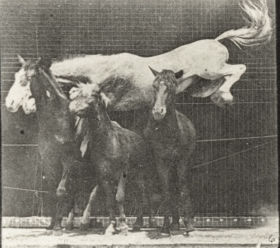 Plate 648 'Hornet' jumping over three horses — figure reference